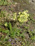 P1040822Primula Elatior.jpg
