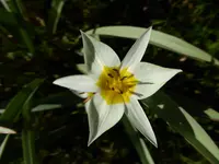 P1040845Tulipa turkestanica.webp