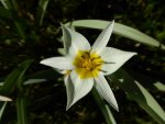 P1040845Tulipa turkestanica.jpg