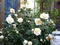 IMG_7501.webp