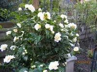 IMG_7502.webp