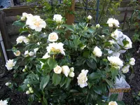 IMG_7503.webp