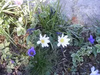Anemonen weiß.webp
