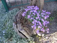 Blaukissen.webp