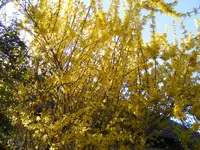 Forsythie.webp