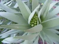 Knospe Pers.Kaiserkrone.webp