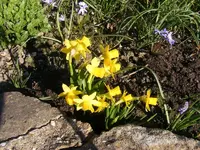 Miniosterglocken.webp