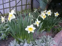 Narzissen.webp