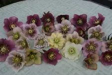 Helleborus2517.jpg