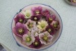 Helleborus2617.jpg