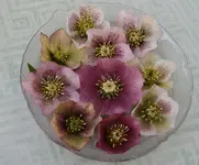 Helleborus2717.jpg