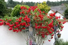 Elterngrab0416.webp