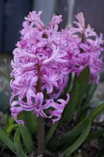 _DSC1294.webp