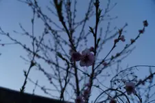 _DSC1286.webp