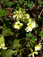 P1130415.webp