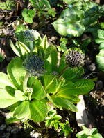 P1130417.JPG