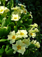P1130421.webp