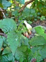 P1130403.webp