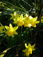 P1130409.webp