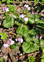 P1130419.JPG