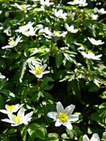 P1130423.webp