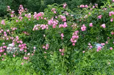 2016_07233april20160004.webp