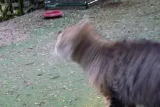 Cat Mieke.webp