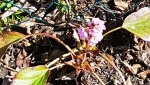 170326 Bergenia.jpg