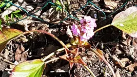 170326 Bergenia.webp
