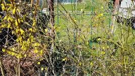 170326 Forsythie Winterjasmin.webp