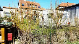 170326 Forsythien.webp