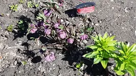 170326 Lenzrose Kaiserkronen.webp