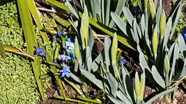 170326 Scilla hohe Narzissen.webp