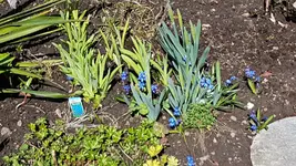 170326 Scilla.webp