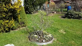 170326 Sternmagnolie.jpg