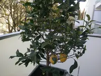 14906811890241.webp