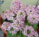 P1040016 Brautprimel.webp