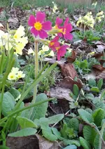 SAM_7702.webp