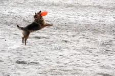 hund.webp