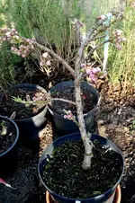 20170327_174312-001.webp
