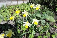100_3705.webp