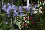 Agapanthus1316JPG.jpg