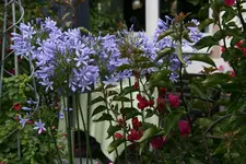 Agapanthus1316JPG.webp