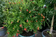 Granatapfel Nana0108.webp