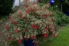 Fuchsie Thom West0108a.webp