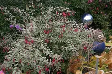 Fuchsie winterhart2210.webp