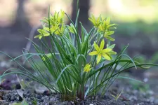 allium-moly.webp