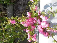 P1000451.webp