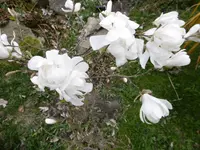 P1000452.webp