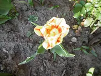 P1000454.webp